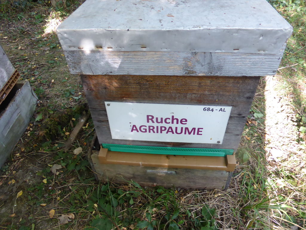 La ruche Agripaume