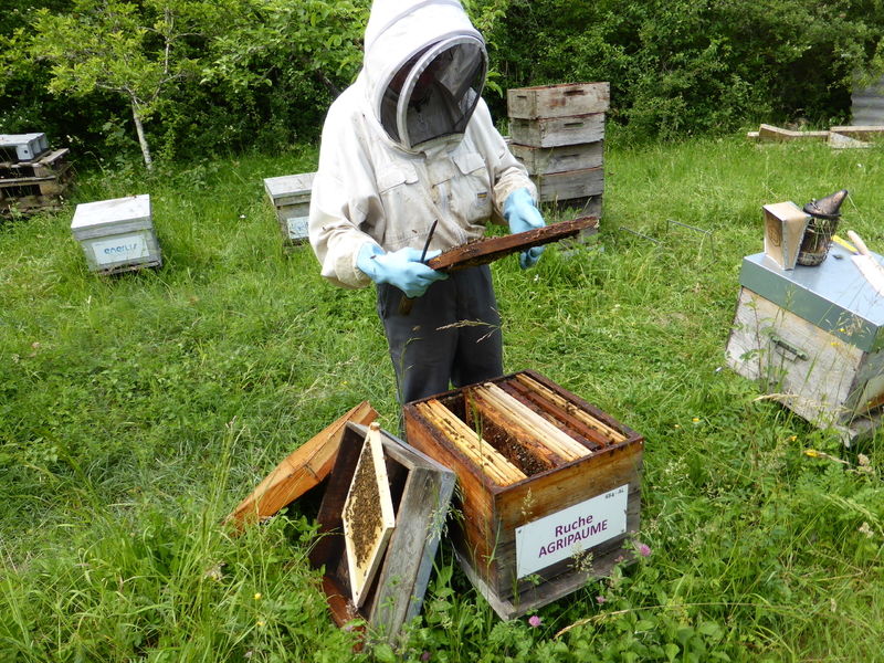 La ruche Agripaume