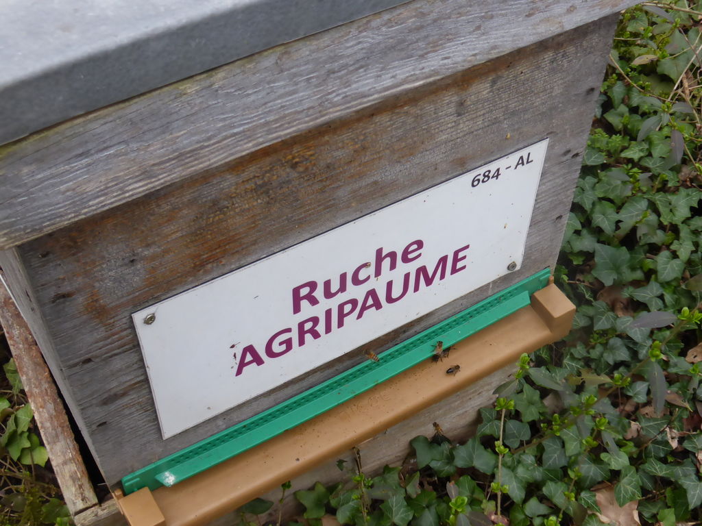 La ruche Agripaume