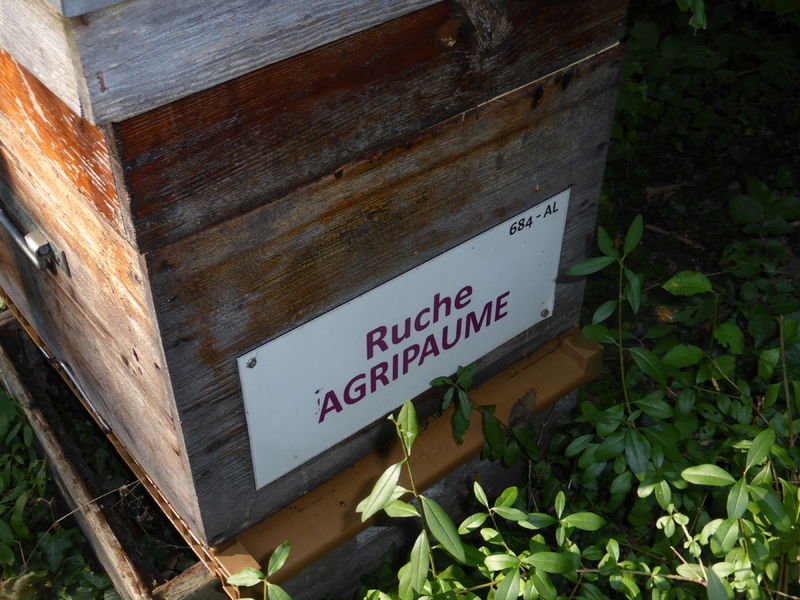 La ruche Agripaume
