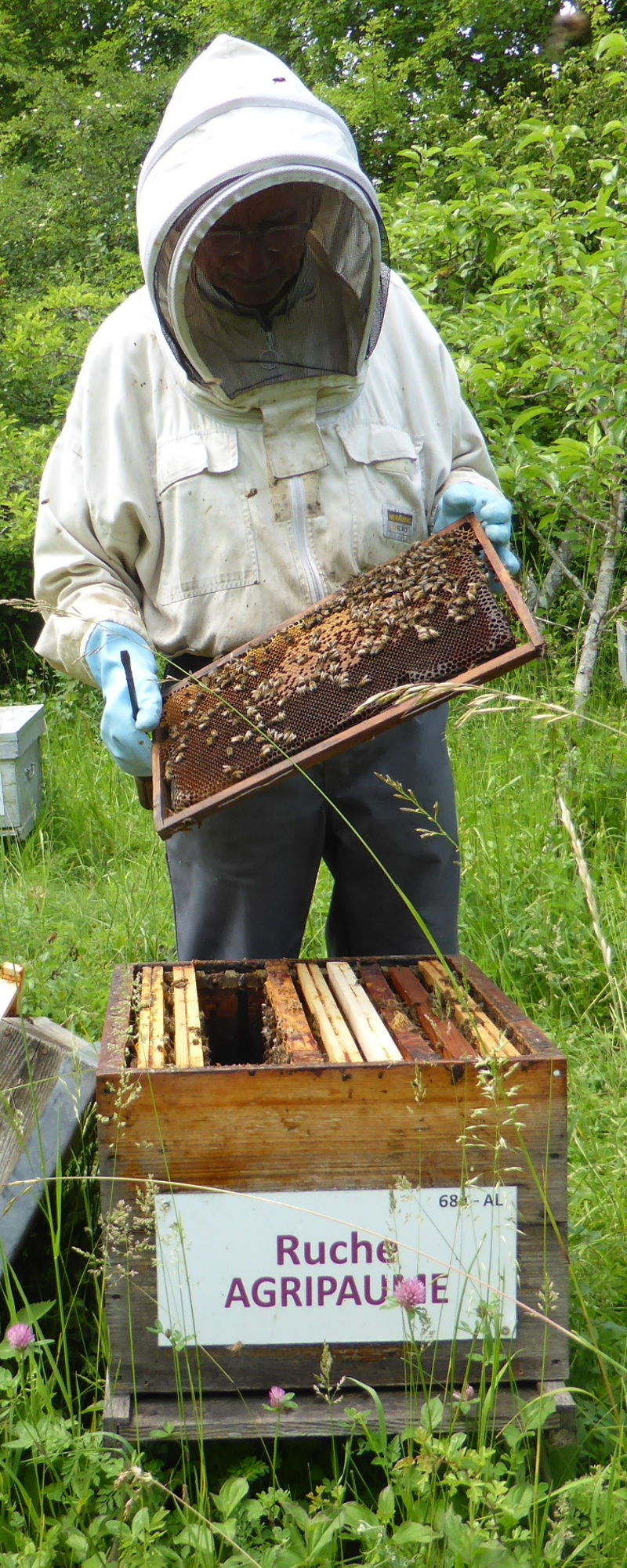 La ruche Agripaume