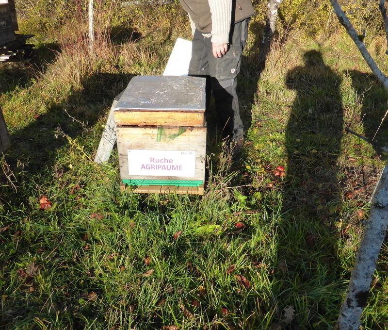 La ruche Agripaume