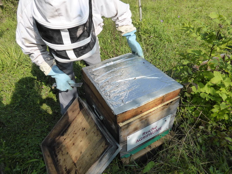 La ruche Agripaume