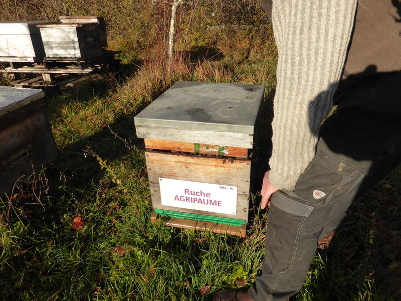 La ruche Agripaume
