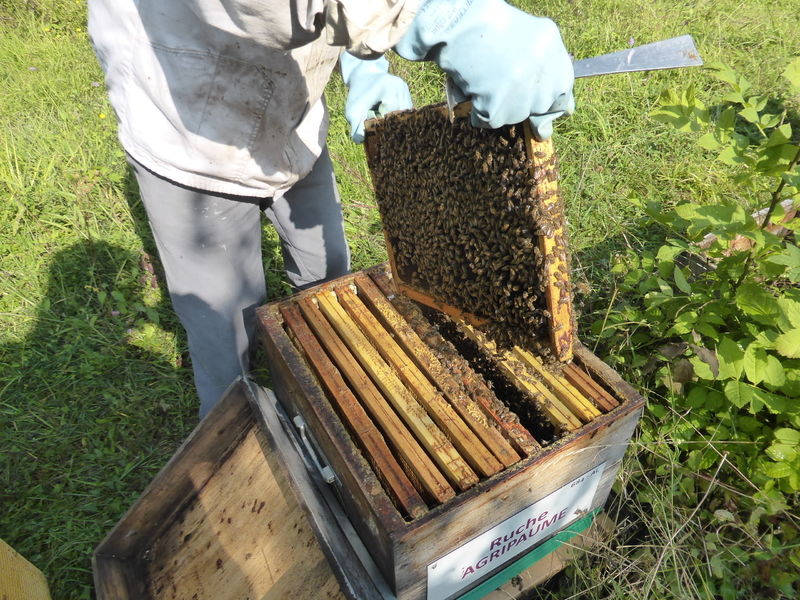 La ruche Agripaume