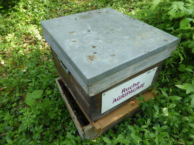 La ruche Agripaume