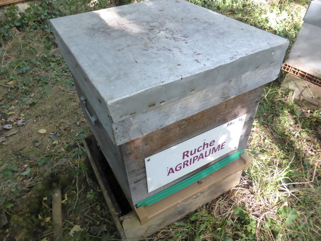 La ruche Agripaume