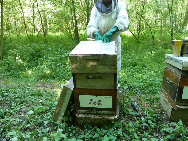 La ruche Adonis