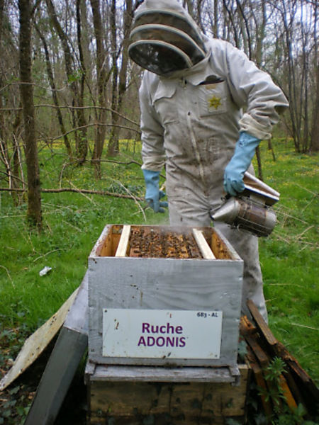 La ruche Adonis