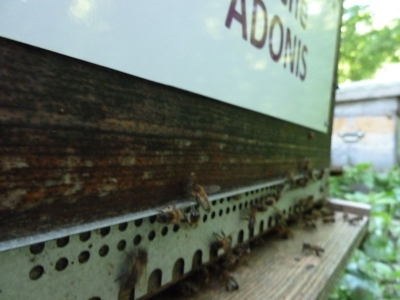 La ruche Adonis
