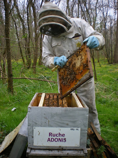 La ruche Adonis