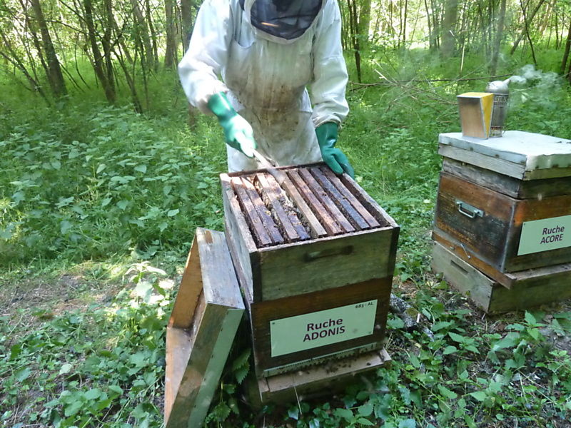 La ruche Adonis