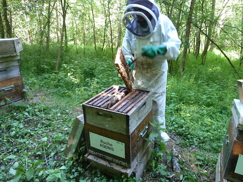 La ruche Adonis