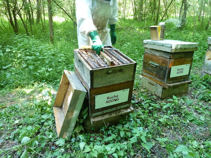 La ruche Adonis