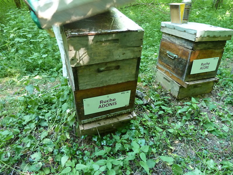 La ruche Adonis