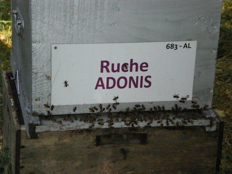 La ruche Adonis