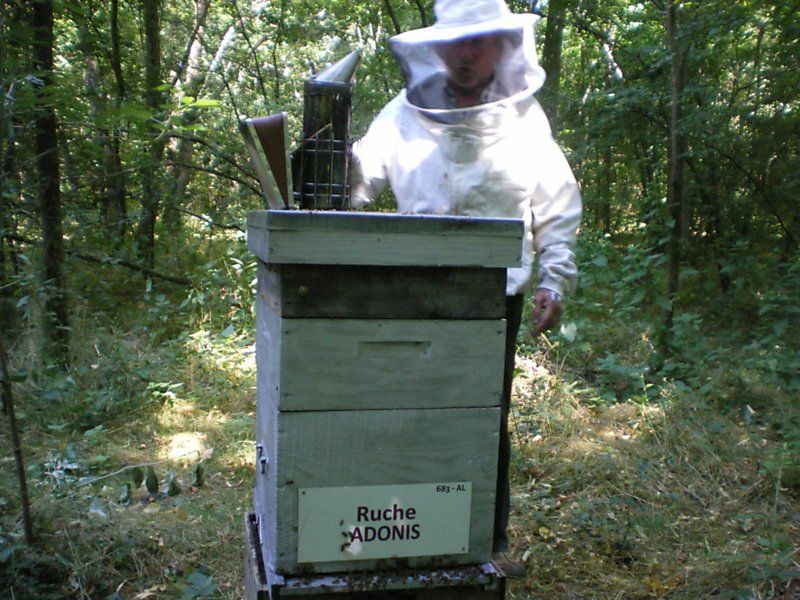 La ruche Adonis