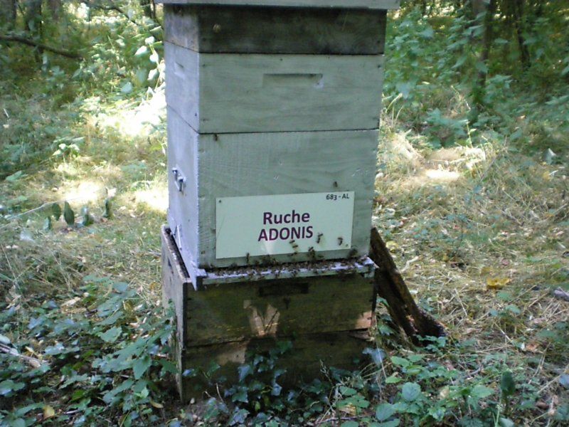 La ruche Adonis