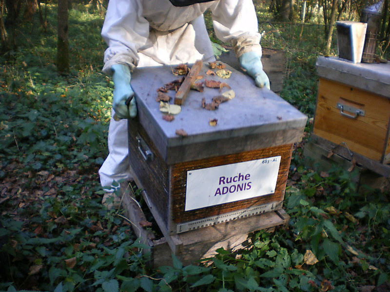 La ruche Adonis