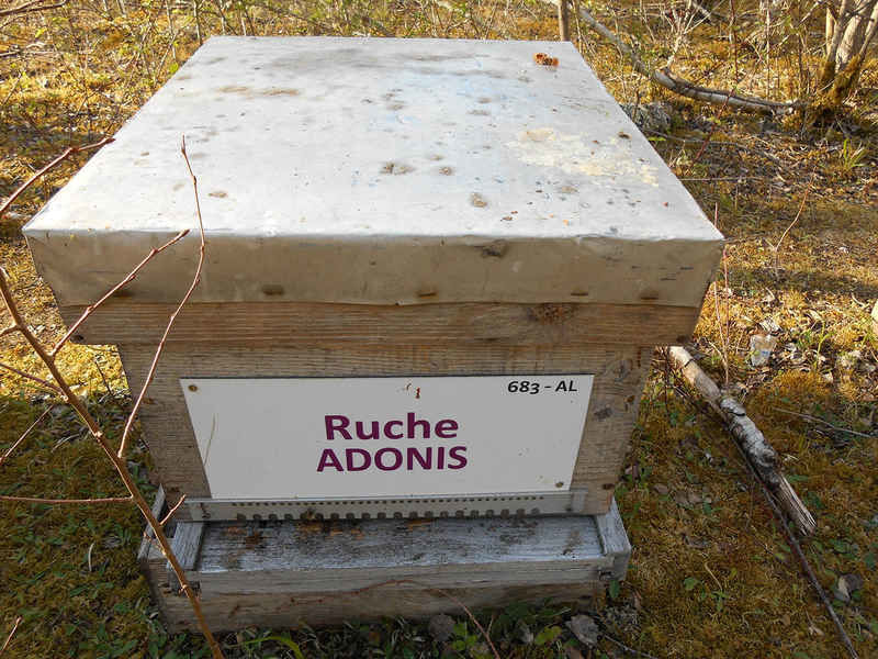 La ruche Adonis