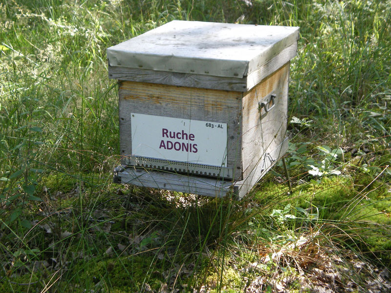 La ruche Adonis