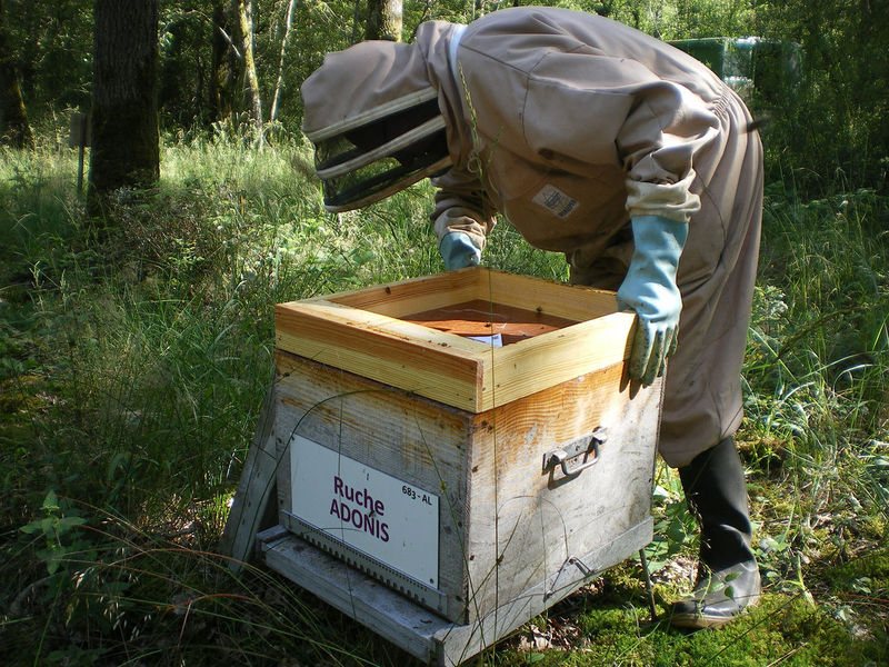 La ruche Adonis