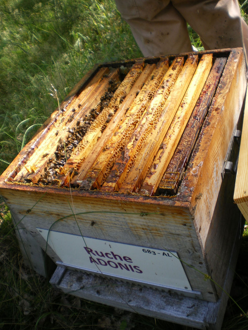 La ruche Adonis
