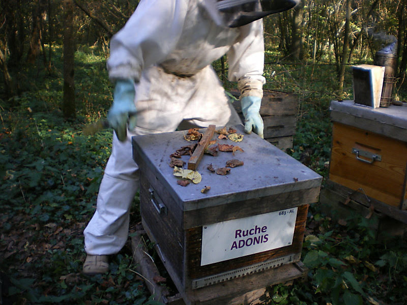 La ruche Adonis