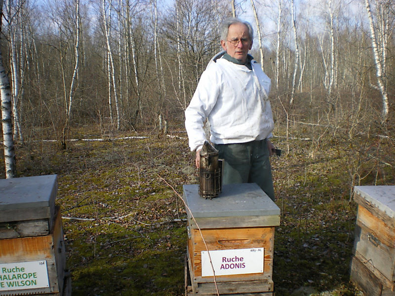 La ruche Adonis