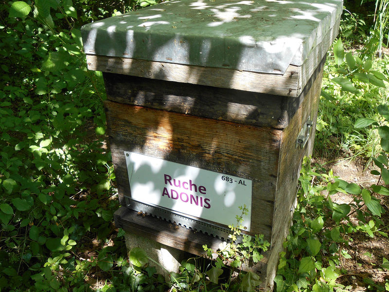La ruche Adonis