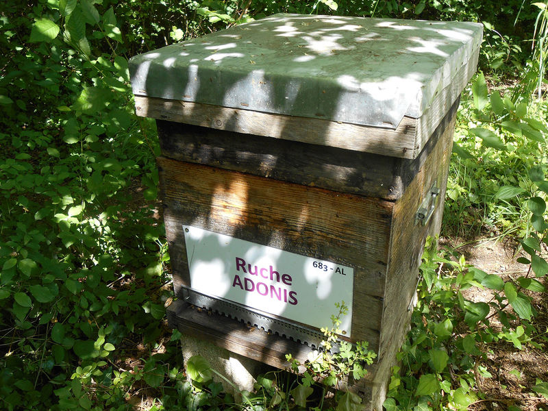 La ruche Adonis