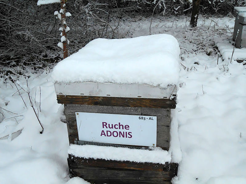 La ruche Adonis