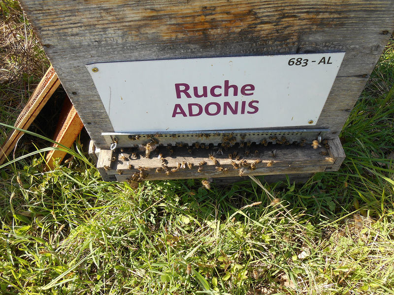 La ruche Adonis
