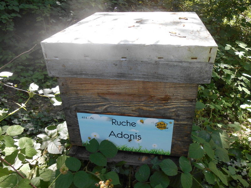 La ruche Adonis