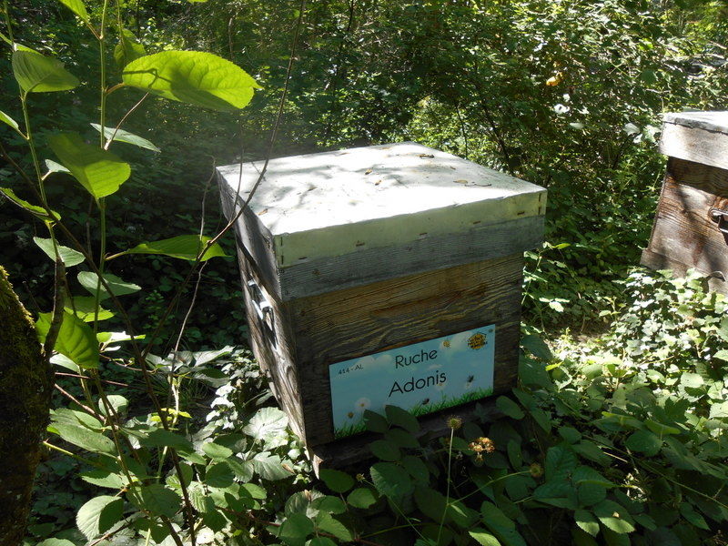 La ruche Adonis