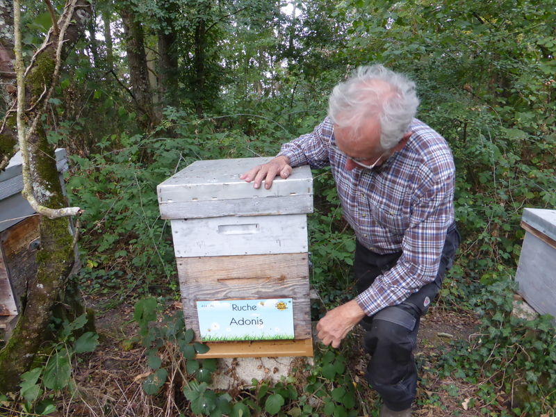 La ruche Adonis