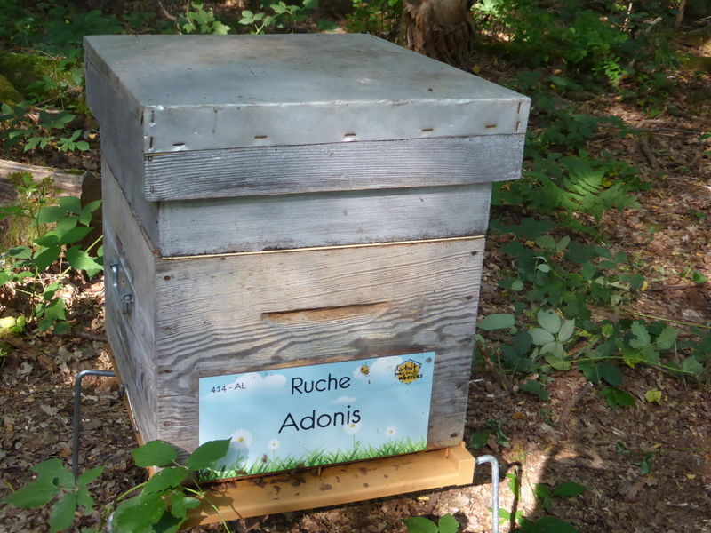 La ruche Adonis