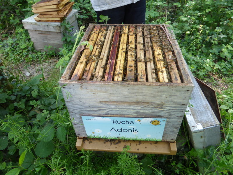 La ruche Adonis
