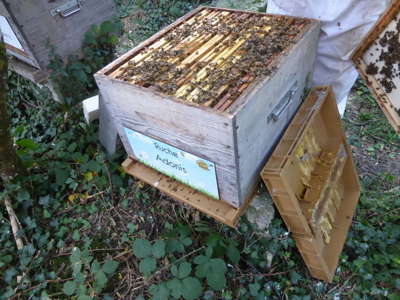 La ruche Adonis
