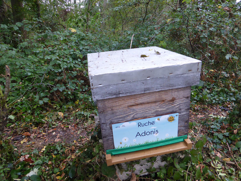La ruche Adonis