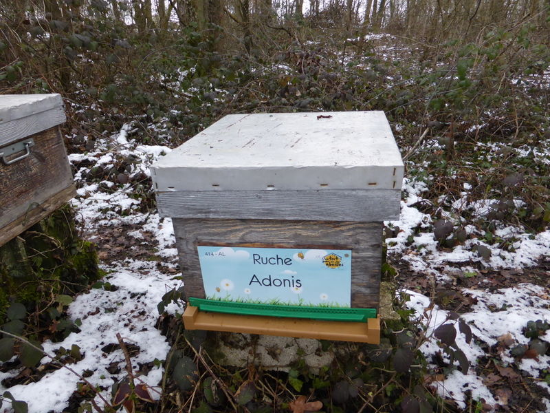 La ruche Adonis