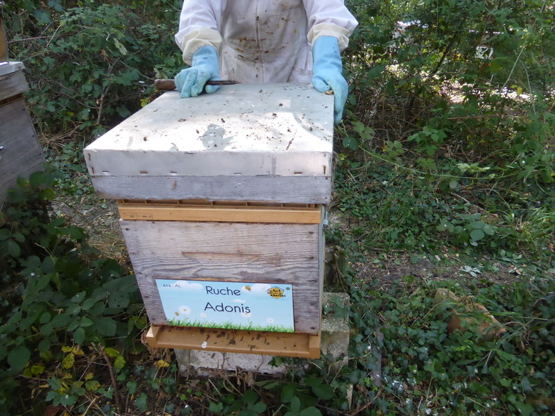 La ruche Adonis