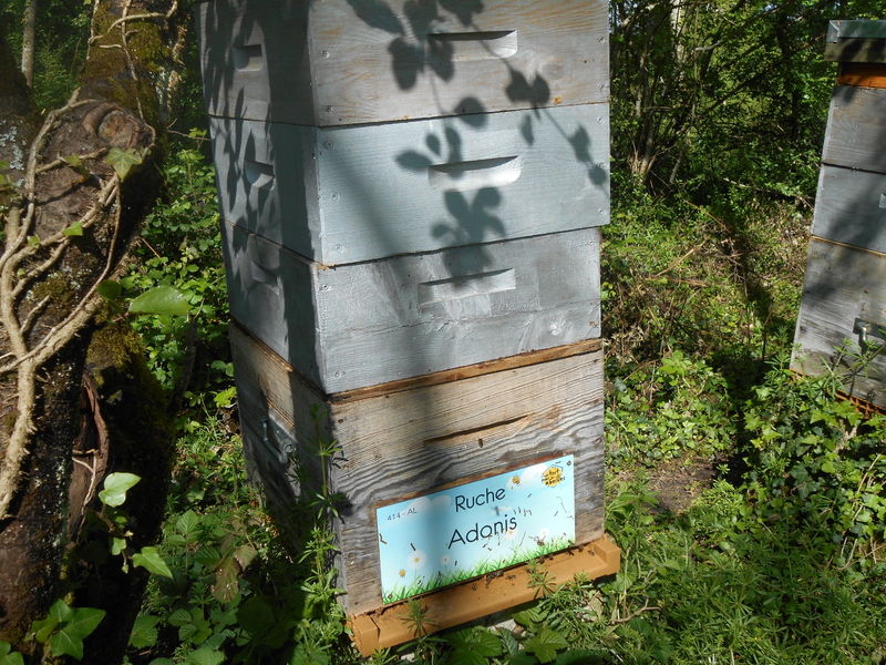 La ruche Adonis