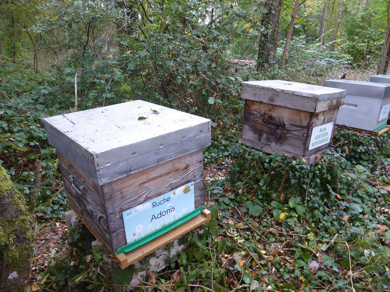 La ruche Adonis