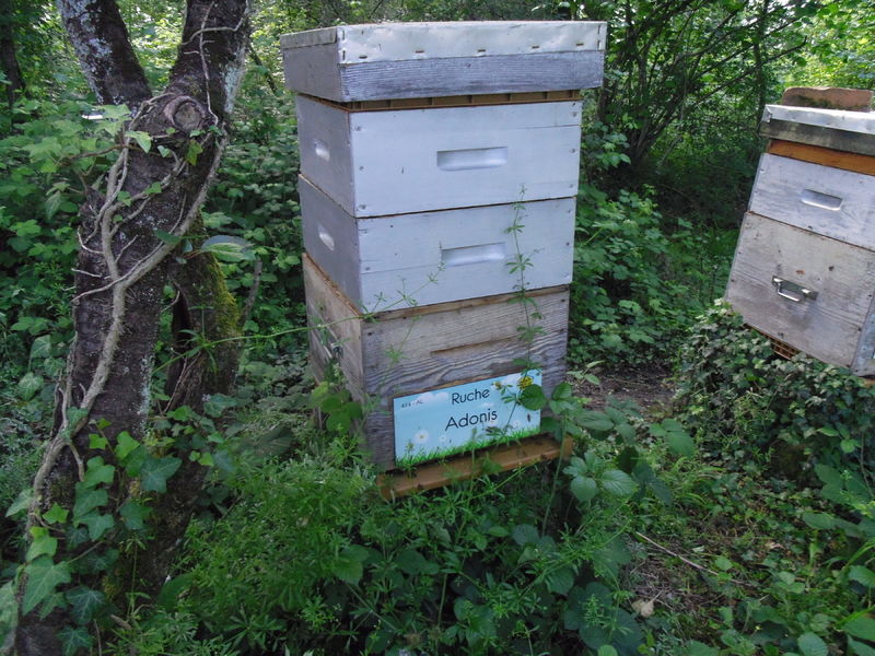 La ruche Adonis