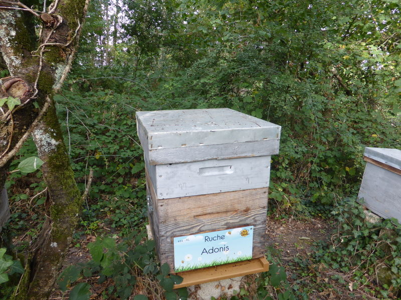 La ruche Adonis