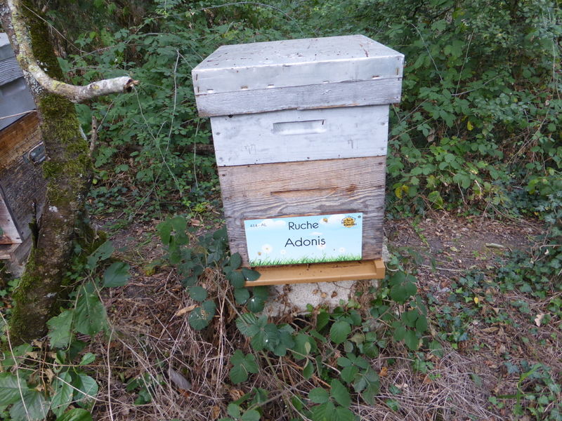 La ruche Adonis