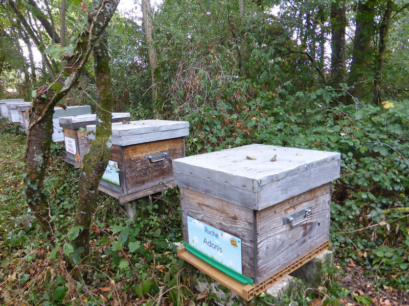 La ruche Adonis