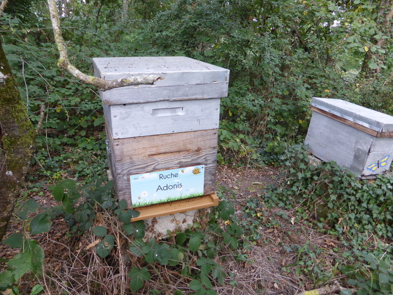 La ruche Adonis