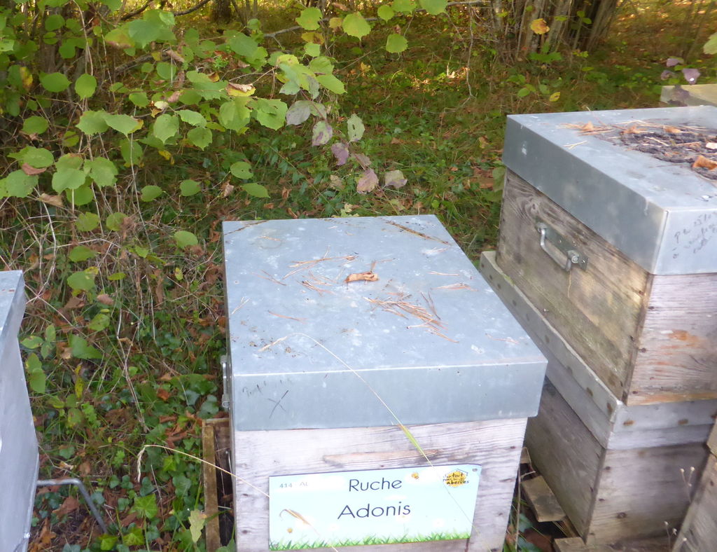 La ruche Adonis